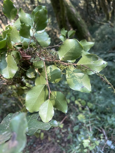 Dovyalis lucida (Glossy dovyalis) — photo