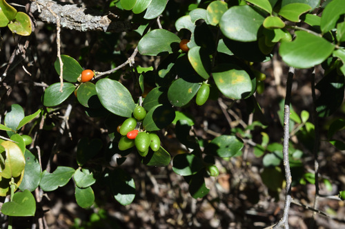 Dovyalis lucida