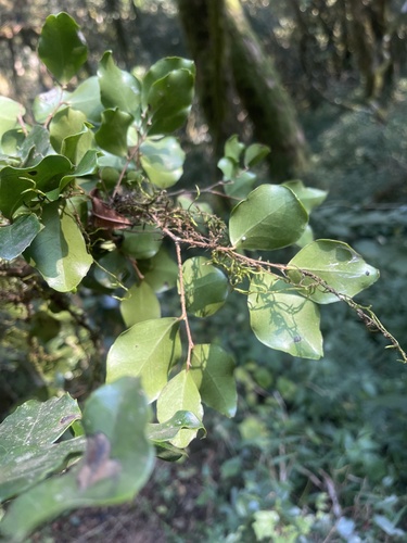 Dovyalis lucida (Glossy dovyalis) — photo