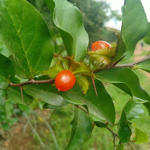 Dovyalis macrocalyx