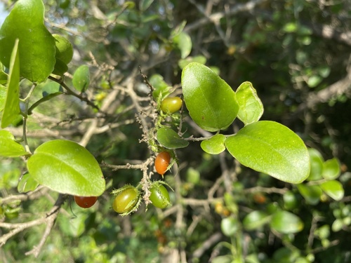 Dovyalis rhamnoides (Crownberry) — photo
