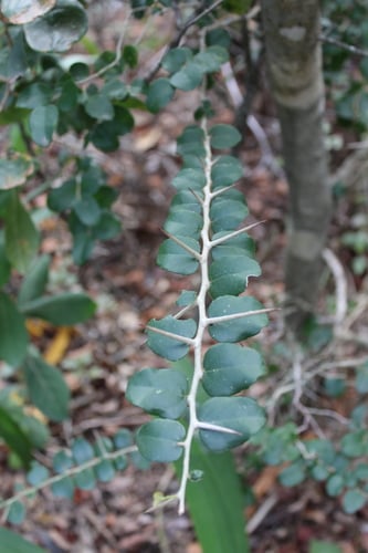 Dovyalis rhamnoides