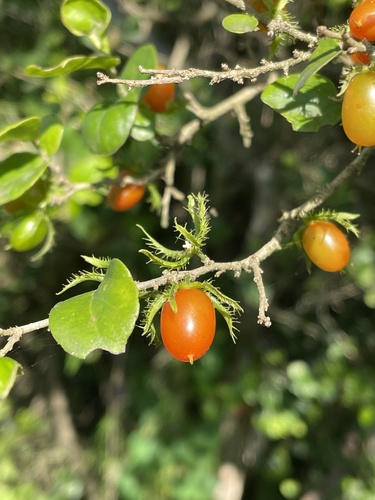 Dovyalis rhamnoides (Crownberry) — photo