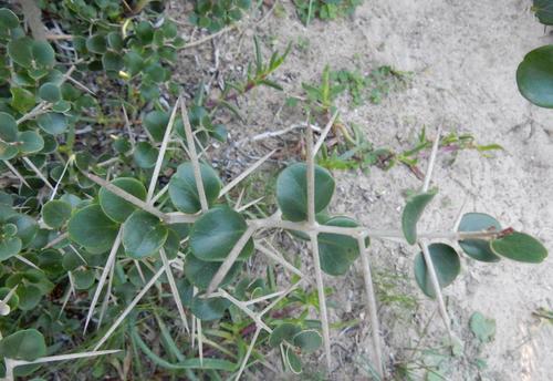 Dovyalis rotundifolia (Wild apricot) — photo