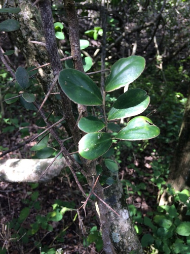 Dovyalis rotundifolia
