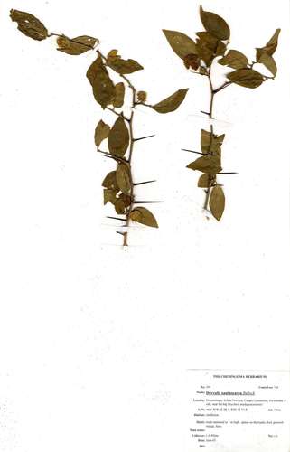 Dovyalis xanthocarpa