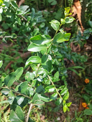 Dovyalis zeyheri
