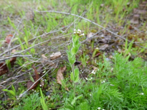 Draba muralis (Wall whitlow grass) — photo