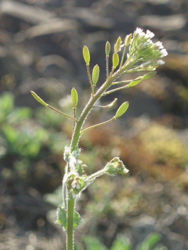 Draba muralis