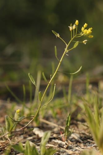 Draba nemorosa
