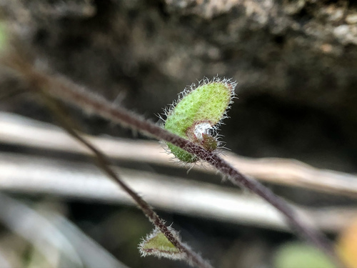 Draba nemorosa (Woodland Whitlow-grass) — photo