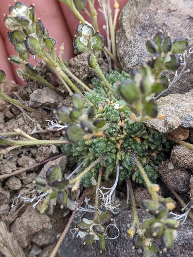 Draba oligosperma (Whitlow grass) — photo