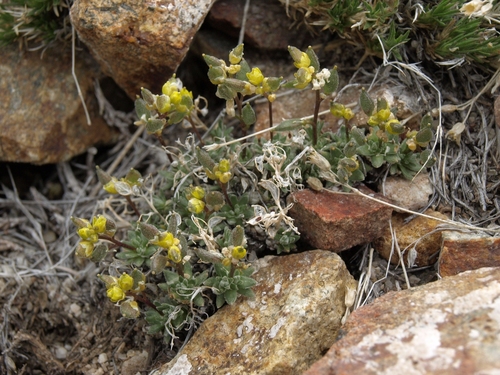 Draba oligosperma