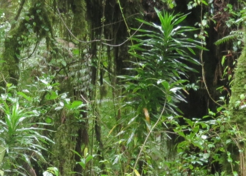 Dracaena afromontana — photo