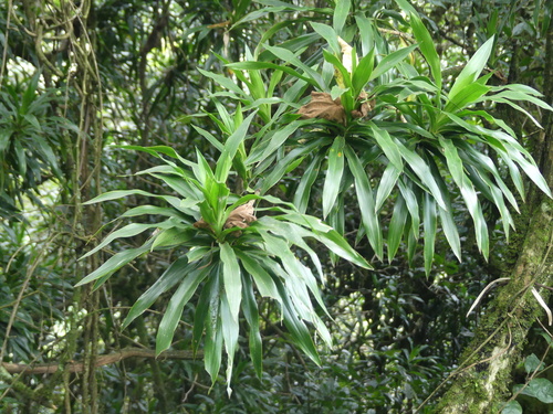 Dracaena afromontana