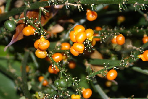 Dracaena aletriformis — photo