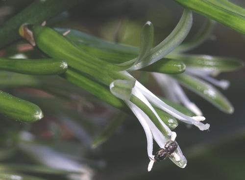 Dracaena aletriformis — photo