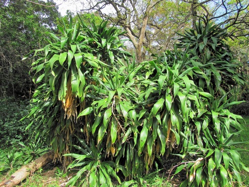 Dracaena aletriformis