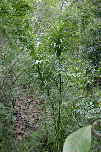 Dracaena angustifolia (Native Dracaena) — photo