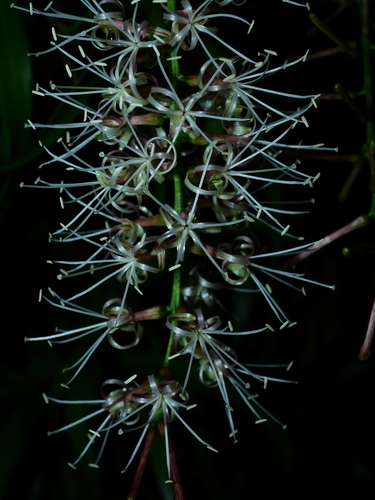 Dracaena angustifolia (Native Dracaena) — photo