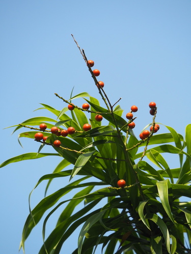 Dracaena angustifolia