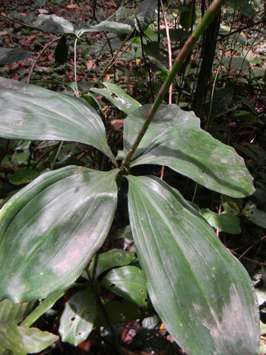 Dracaena camerooniana — photo