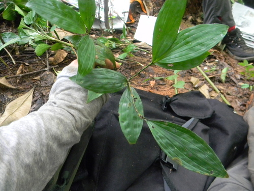 Dracaena camerooniana