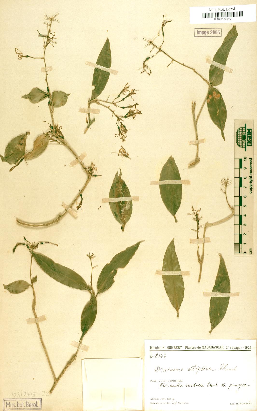 Dracaena conferta — photo