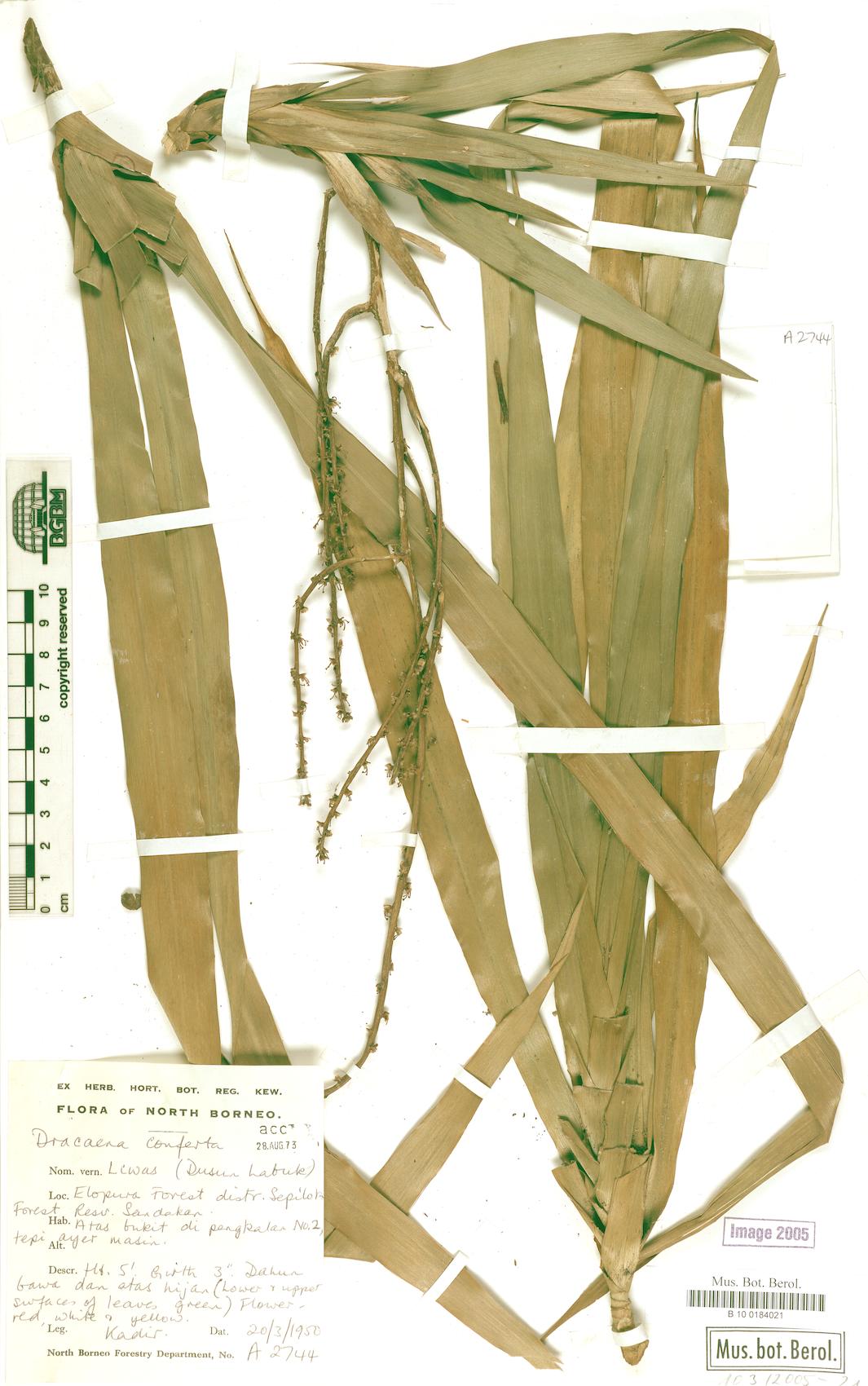 Dracaena conferta