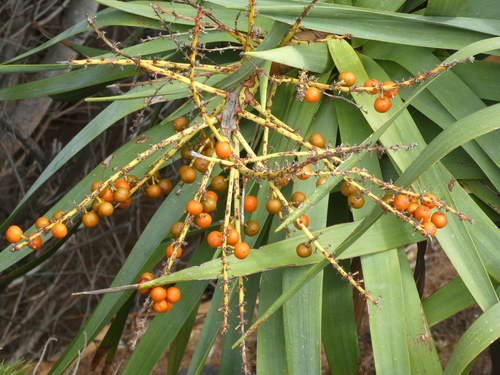 Dracaena draco (Dragon tree) — photo