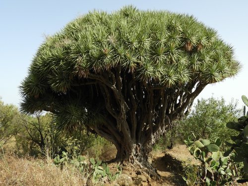 Dracaena draco (Dragon tree) — photo