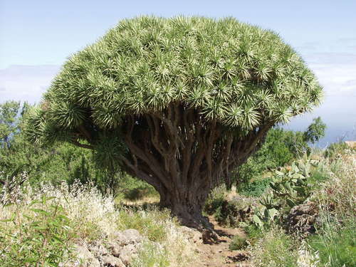 Dracaena draco