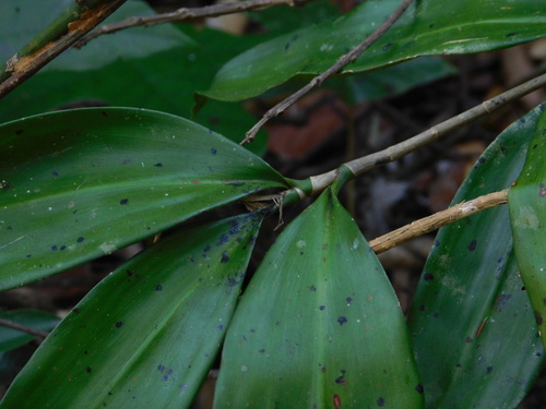 Dracaena elliptica (Dragon tree) — photo