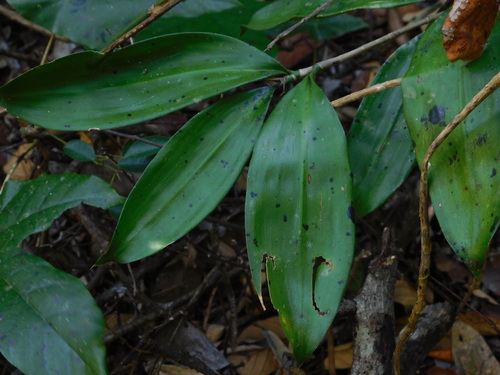 Dracaena elliptica (Dragon tree) — photo