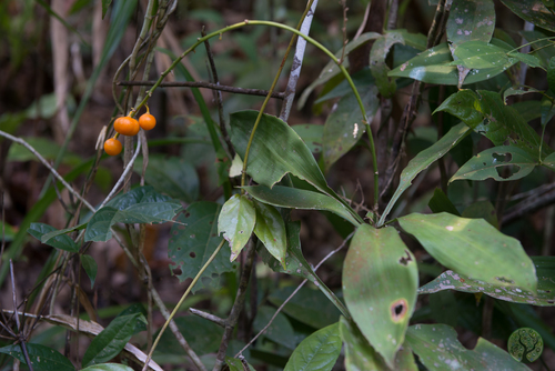 Dracaena elliptica
