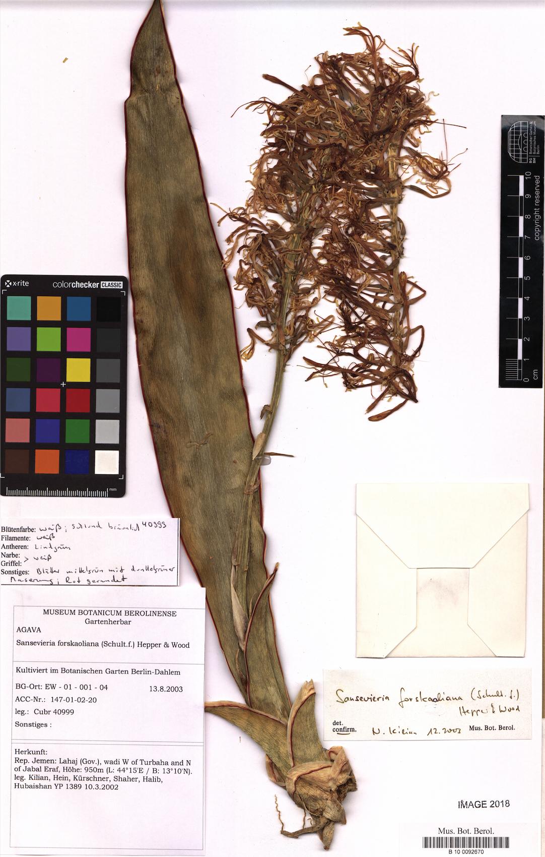 Dracaena forskaliana (Snake plant) — photo