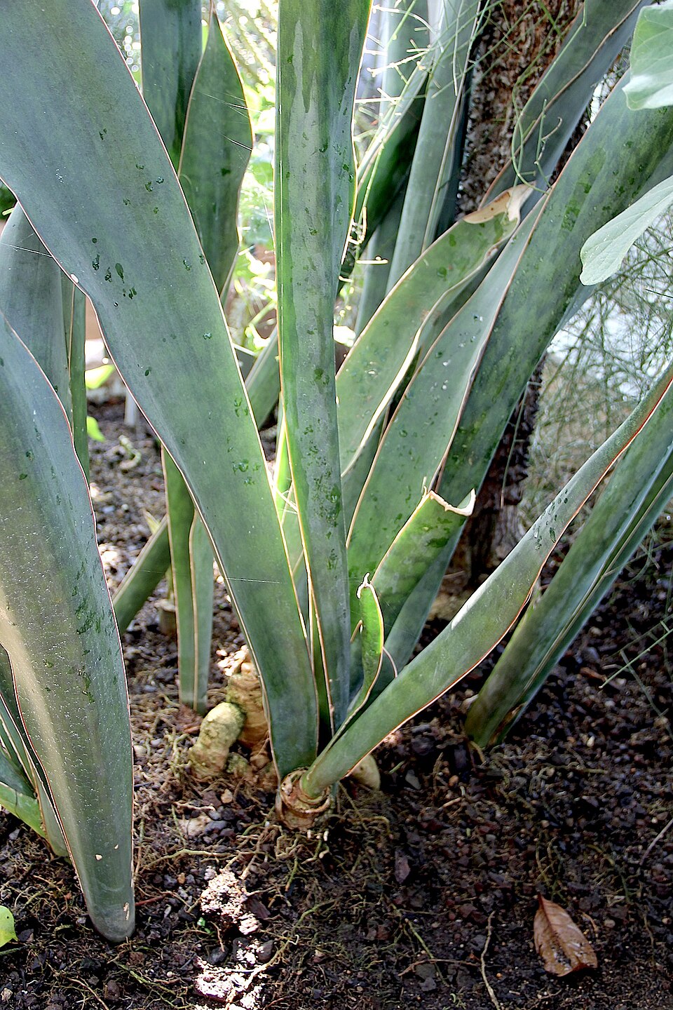 Dracaena forskaliana