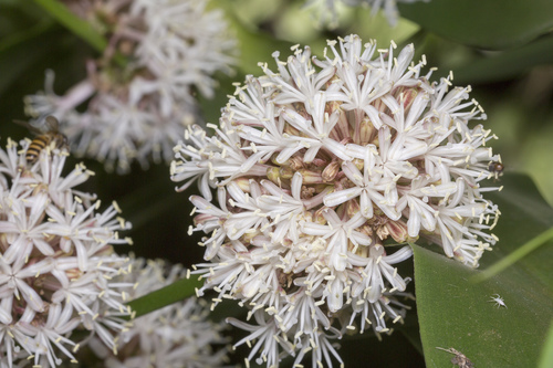 Dracaena fragrans (Forest dracaena) — photo