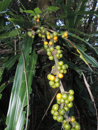Dracaena fragrans (Forest dracaena) — photo