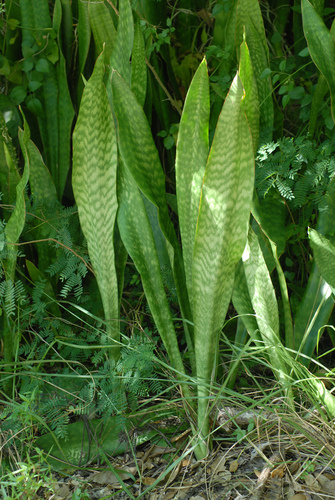 Dracaena hyacinthoides — photo
