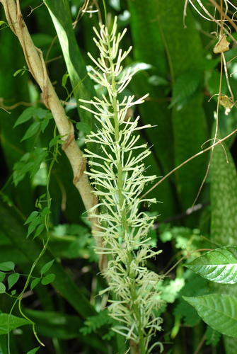 Dracaena hyacinthoides
