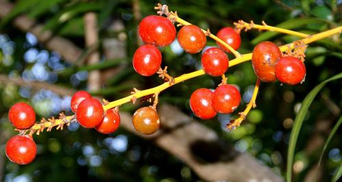 Dracaena mannii (Asparagus tree) — photo