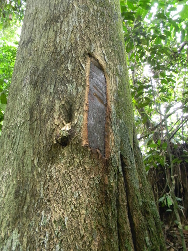 Dracaena mannii (Asparagus tree) — photo
