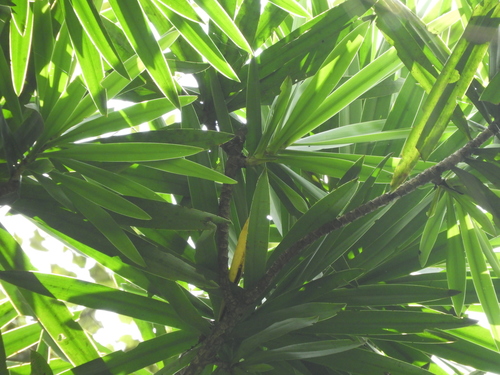 Dracaena mannii