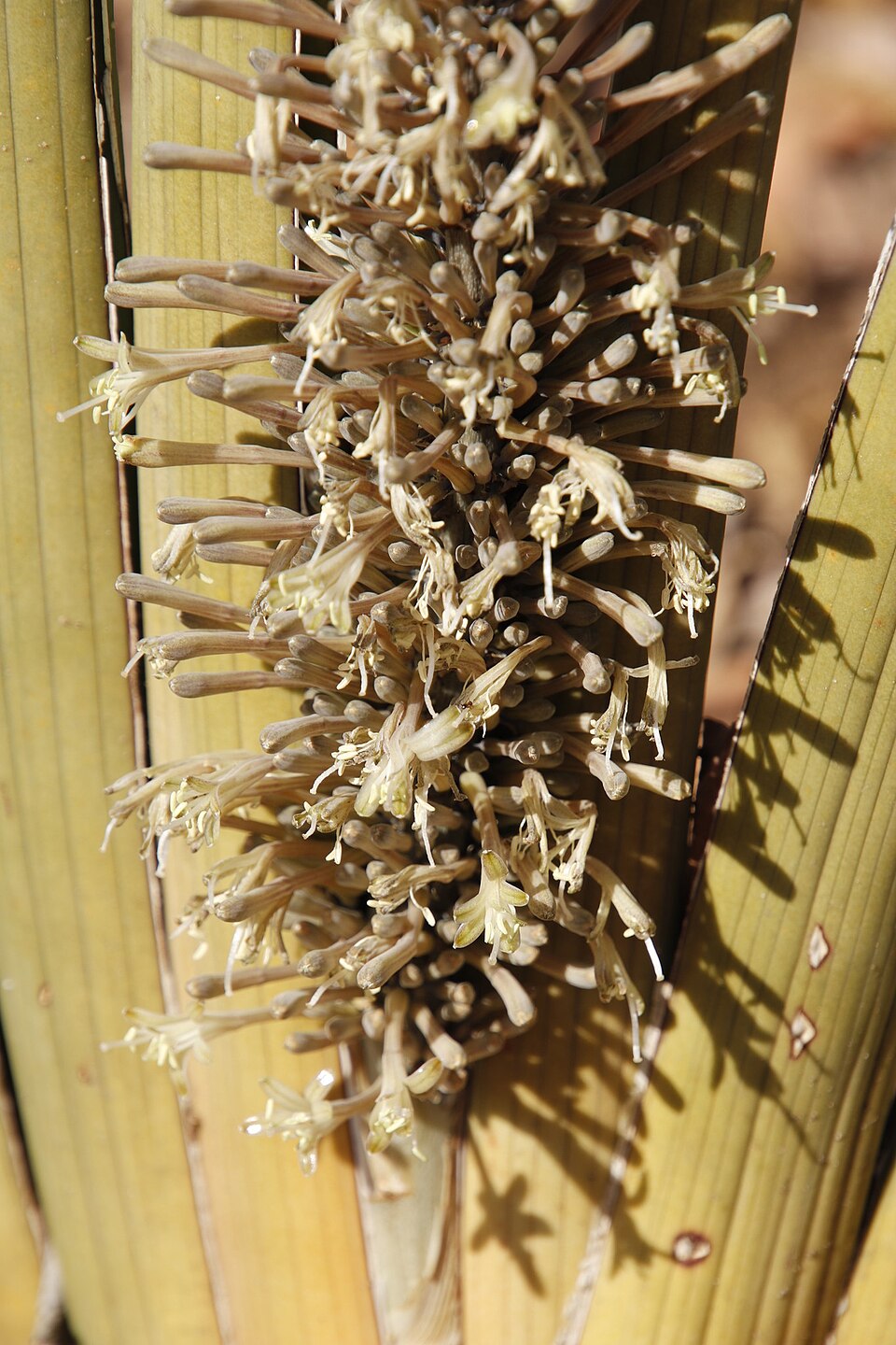 Dracaena pearsonii (Spiky mother-in-law's tongue) — photo