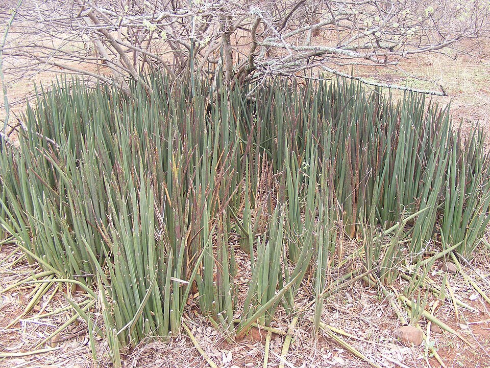 Dracaena pearsonii