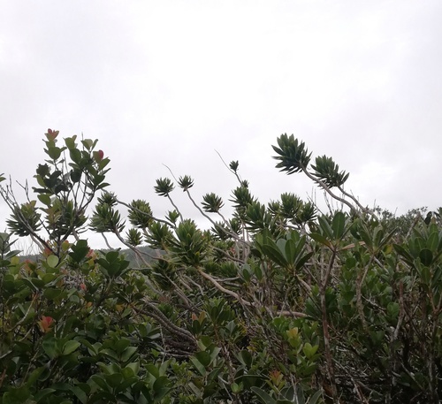 Dracaena reflexa (Small-leaved dragon tree) — photo