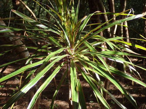 Dracaena reflexa (Small-leaved dragon tree) — photo