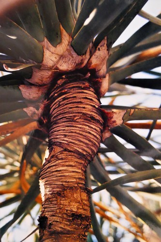 Dracaena schizantha — photo