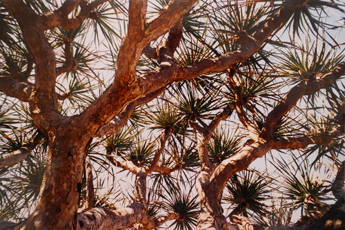 Dracaena schizantha — photo